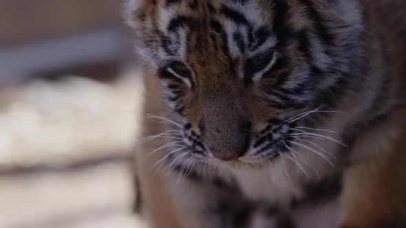 Tiger cub turns around on log close up side profile alt