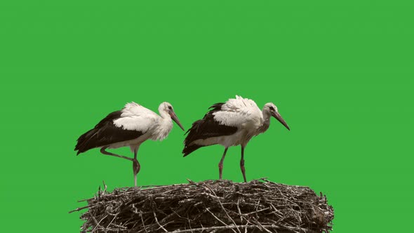 Two Storks perched in nest in front of green screen,close up 4k shot alt