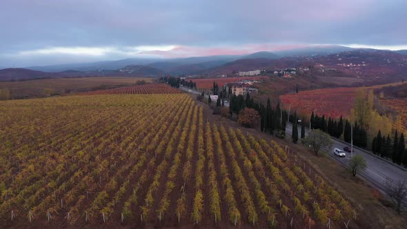 Beautiful Rows of Colorful Grape Vines in Autumn at Sunset in the Tuscany Italy alt