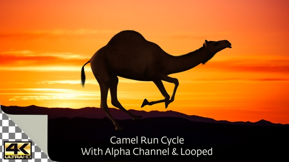 Camel Run Cycle 4K
