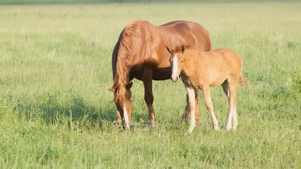 Mom and Baby Horse Grazing on a Green Meadow alt