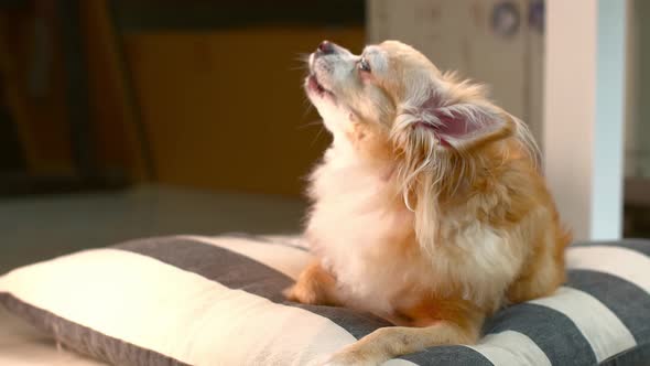 Glasses Dog00579615 alt