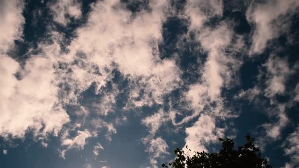 Top view of sky and leaves of trees.  You can see the clouds scrolling in the blue sky and  the tree alt