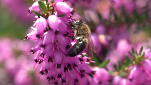 Aggressive bee collecting pollen of pretty pink flower in sunlight,macro view. alt