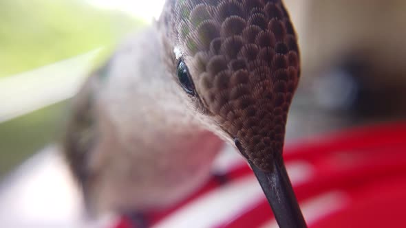 The best macro extreme close up of A tiny humming bird head with brown and green feathers sitting at alt
