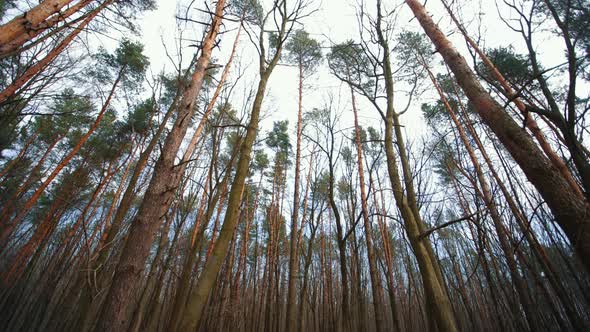 Pine Trees in a Cloudy Forest alt