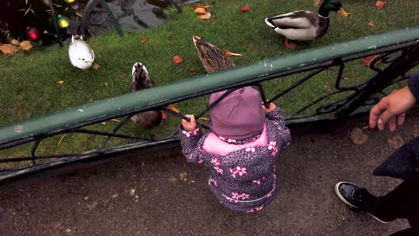 Baby girl watching ducks being fed in Tivoli Gardens in Copenhagen, Denmark, slow motion alt