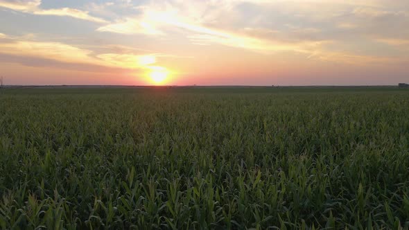 Corn Field In Sunset