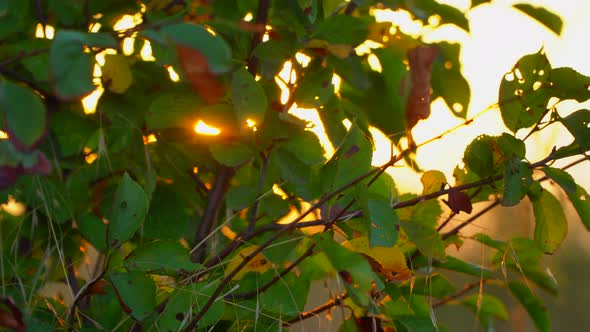The Rays of the Sun at Sunset Through the Green Leaves of Autumn