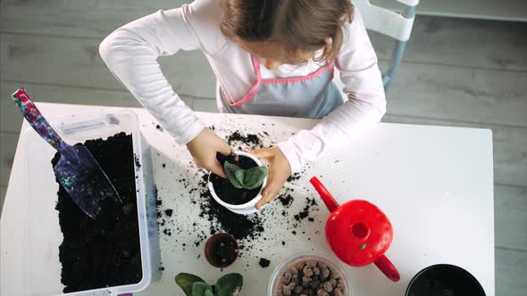 Little Child Girl Is Tamps the Soil While a Plants a Houseplant at Home Indoor