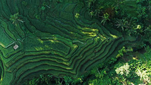 Tegallalang Near Ubud of the Island Bali in Indonesia in Southeastasia ...