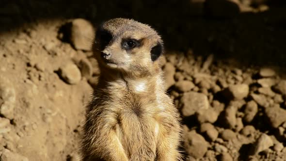 Cute Meerkat Suricate Face Looking Around alt