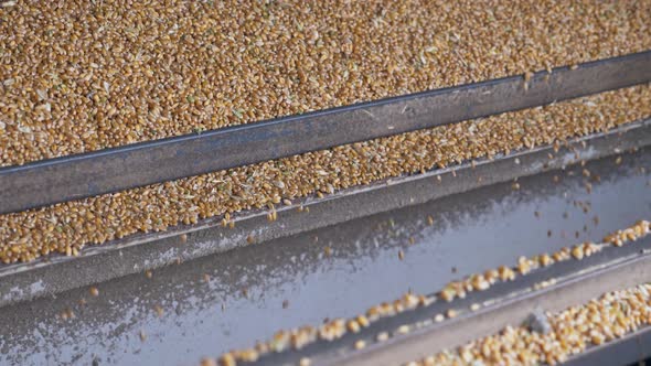 Machinery Harvesting Process of Corn Kernel Grains alt