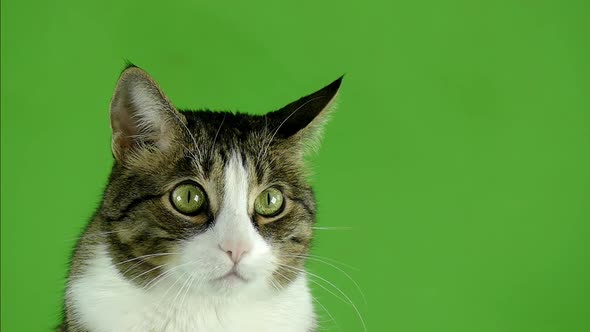 Isolated cat pattern. The cat is looking at the camera on a green screen.