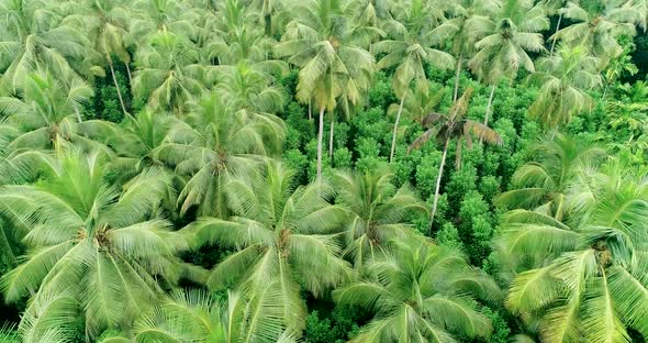 Orbiting A Lush Green Coconut Tree Pantation 2
