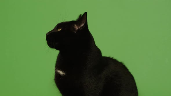Standing black cat on the green screen