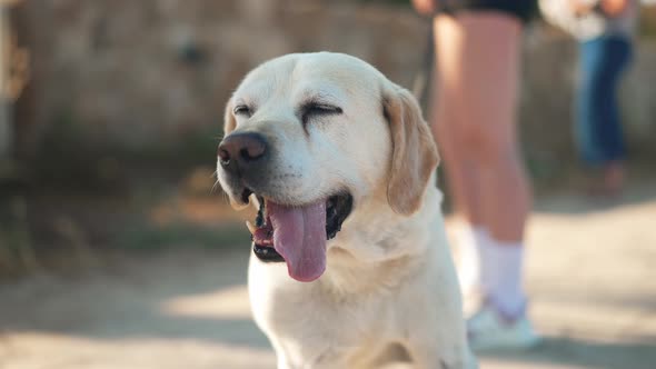 Portrait of Old White and Beige Labrador Looking Away with Tongue Out in Sunlight Outdoors alt