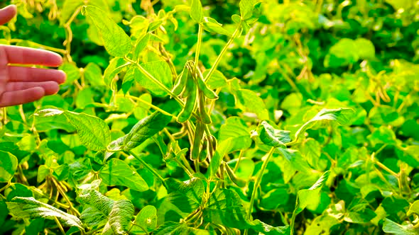 Soybeans Grow in the Field alt