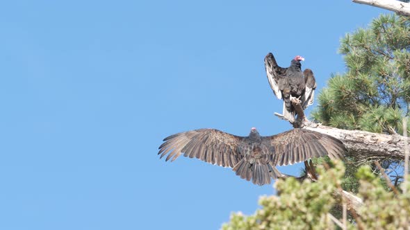 Turkey Vulture Scavenger Buzzard Birds Waiting Hunting