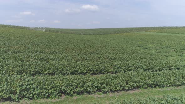 Aerial view of currant plantation alt