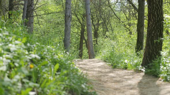 Scary forest track  leading to beautiful nature establishing 4K 2160p 30fps UHD tilting footage - Tr alt