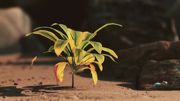 Green Plant at Sand Beach alt