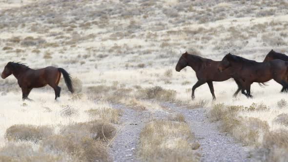 Onaqui wild horse herd running over dirt road in the West Desert alt