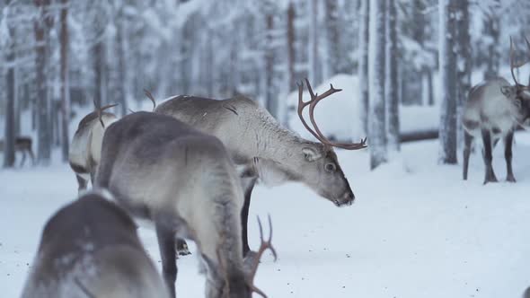 Slowmotion of a reindeer turning its head and walking away as other one walks in from behind in a sn alt