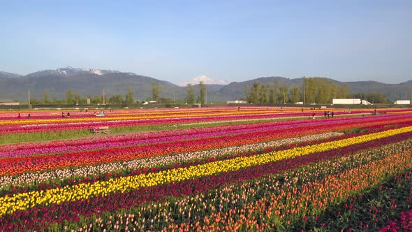 Aerial drone view of tulip flowers fields growing in rows of crops. alt