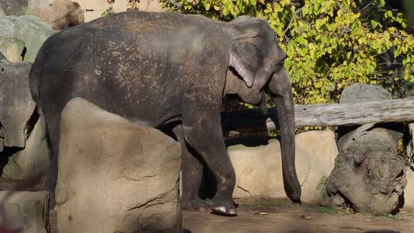 Asiatic elephant (Elephas maximus) eating