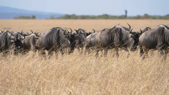 Gnus walking in Masai Mara alt