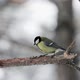 Small Bird Tit on the Snow Cowered Tree Branch - VideoHive Item for Sale