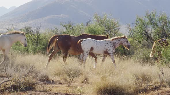 Appaloosa Horses Walking Sunset alt