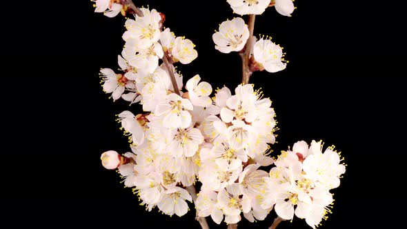 White Flowers Blossoms on the Branches of Apricot Tree alt