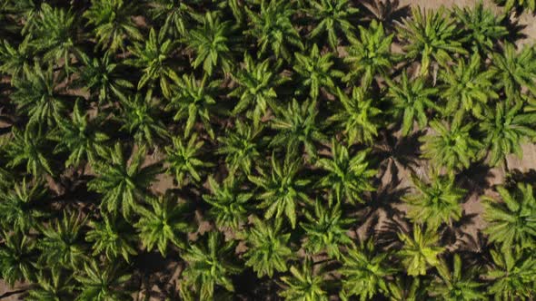 Palm trees plantation in Costa Rica alt