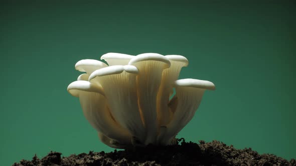 220620_Growing oyster mushrooms rising from soil time lapse. alt