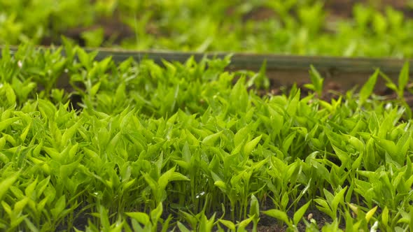 Corn Sprouts On Soil And Rain 1