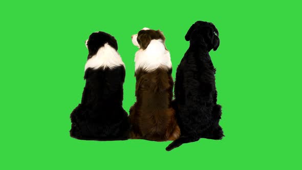 Three Dogs Sitting in a Row and Looking to the Sides on a Green Screen Chroma Key
