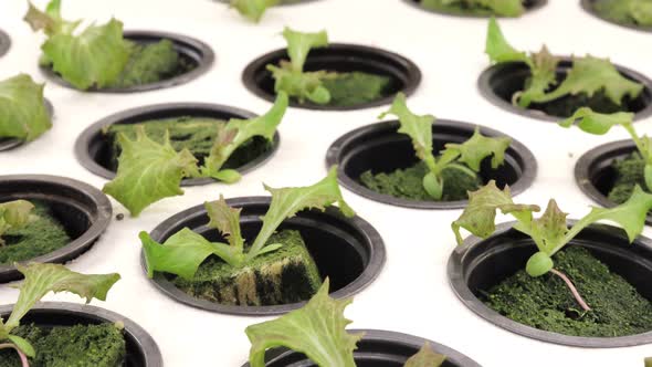 Germination salad on rockwool for hydroponic. Preparing for the cultivation of plants alt