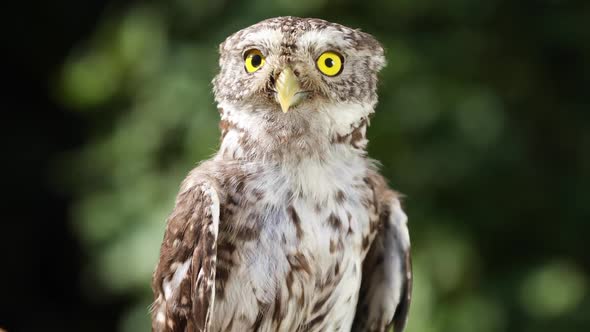Closeup Owl 