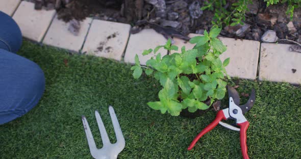 Close up of african american woman's hands planting plants using trowel alt
