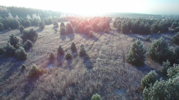 Flying Over a Fairytale Romantic Frozen Forest Background. Beautiful Sunrise Frost and Snow on the