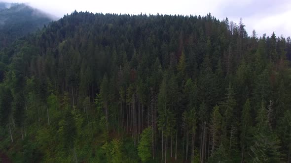 Aerial shot of spruce forest in mountains.
