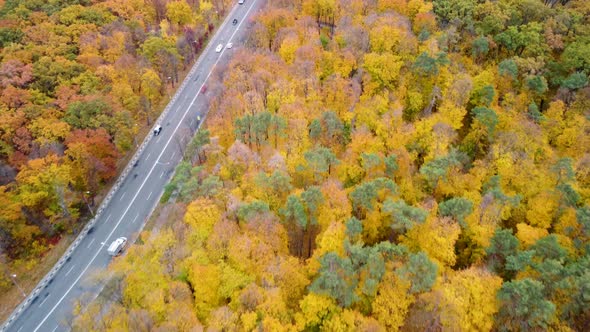 Aerial cars driving road in yellow autumn forest