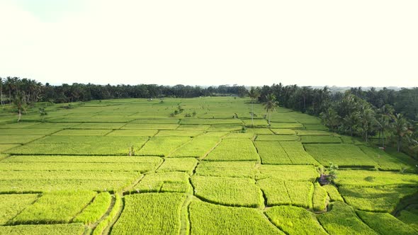 endless tropical green rice fields surrounded by coconut trees in Bali Indonesia, aerial alt