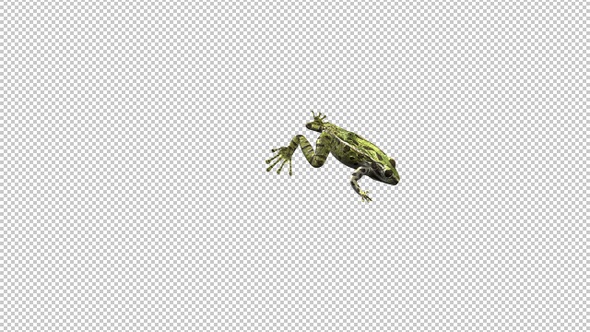 Jumping Frog - Green Leopard - Hopping Transition - Front Side Angle - Alpha Channel