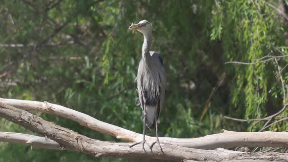 Old Great Blue Heron Standing on Branch