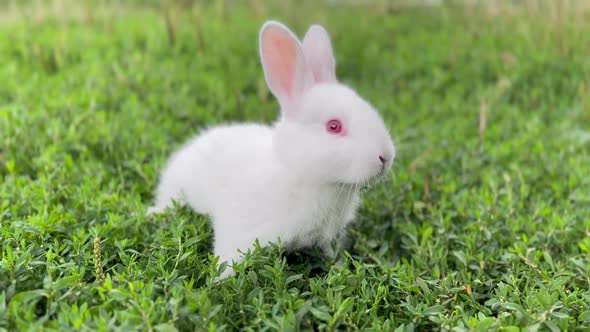 A Small Fluffy White Rabbit with Red Eyes is Sitting in the Green Grass alt