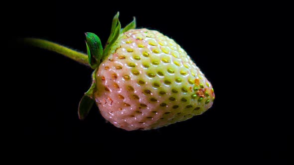 Strawberry Berry Ripens in Time Lapse on Black Background Close Up  Video alt