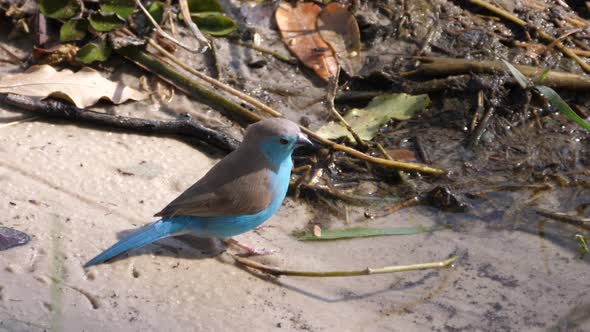 Blue Waxbill eating seeds and flies away alt